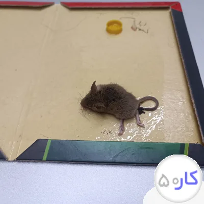 سمپاشی حشرات منزل