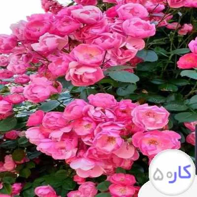 استخدام خانم مجرد
