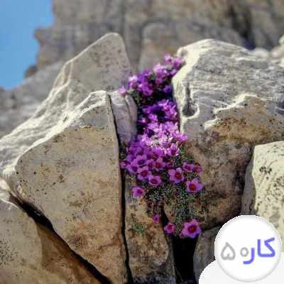 کار در منزل با موبایل