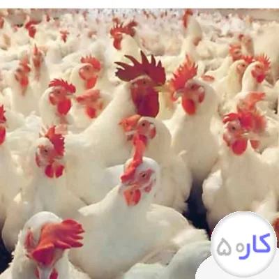 عکس آگهی کار گر مرغداری