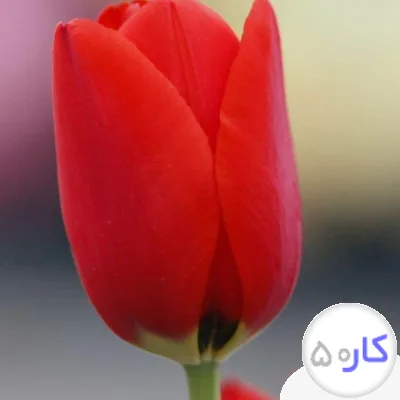عکس آگهی پرستاری نیمه وقت