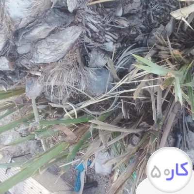 فروش نخل برحی نساجی حاج احمد