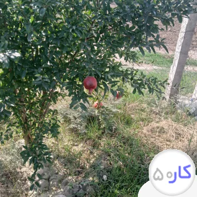 عکس آگهی فروش باغ و خانه باغ