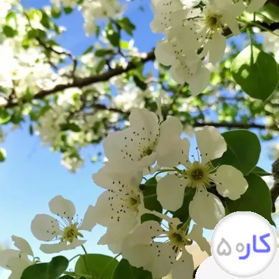 کارگرساده برای باغ