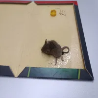 پروفایل سمپاشی حشرات